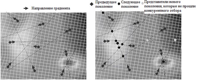 Процедура градиентного скрещивания